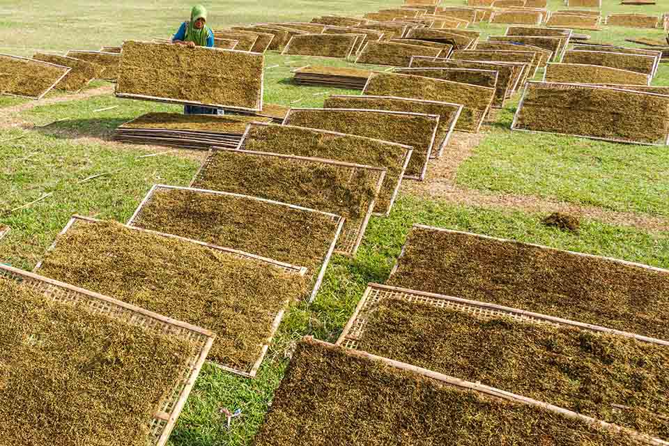 Kuatnya Tarik-menarik Kepentingan di RUU Pertembakauan