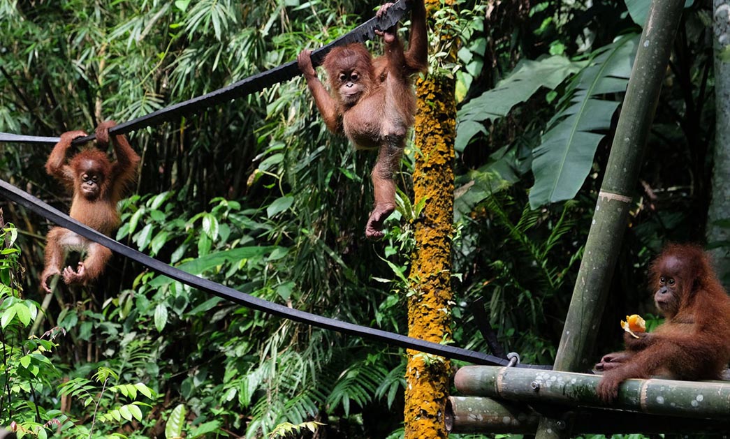 Kebun Sawit Jadi Tambang Fulus, Habitat Orangutan Tergerus