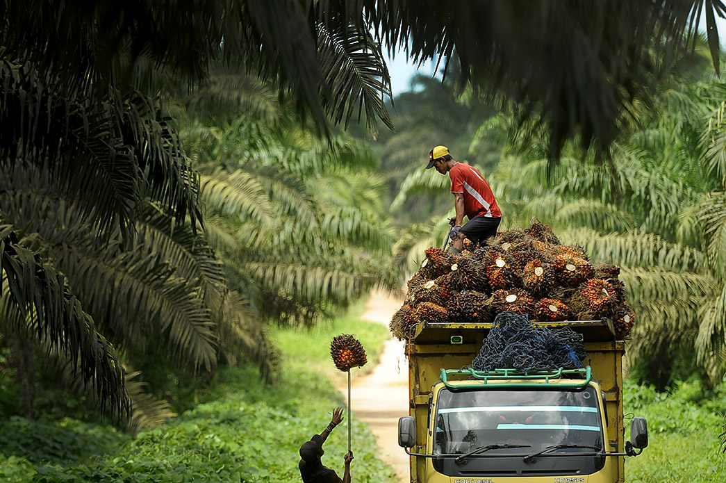 Sawit Diperangi, Barter dan Pasar Baru Jadi Solusi