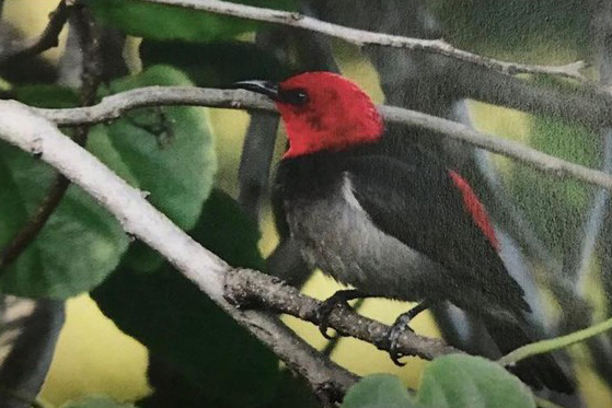 KLHK-LIPI Bersinergi Tingkatkan Nilai Kekayaan Alam