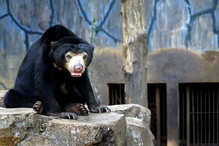 Polisi Tangkap Petani Pembunuh Beruang
