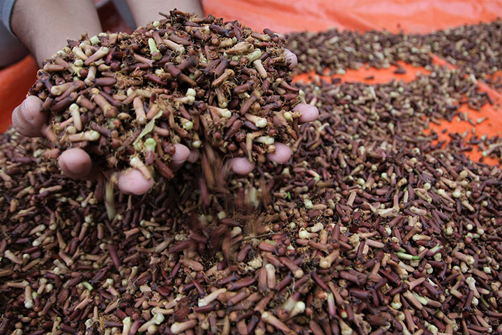 Harga Tidak Stabil, Petani Cengkeh Sulut Harapkan Uluran Tangan Pemerintah