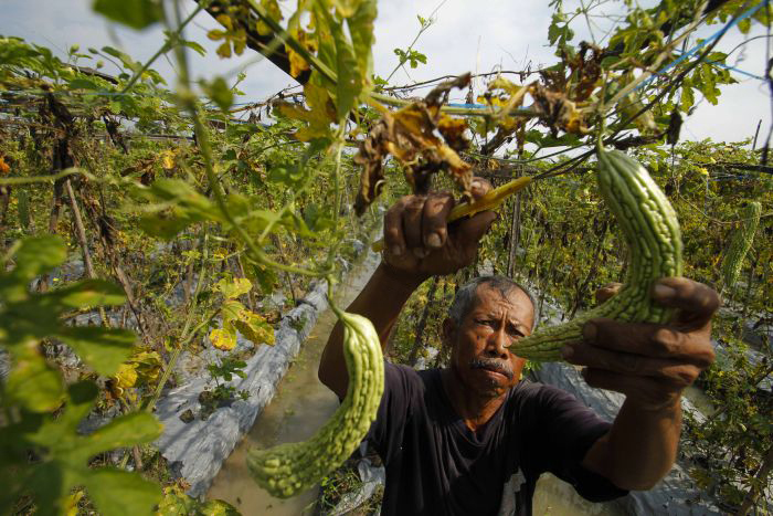 Es Krim Penghambat Virus HIV/AIDS