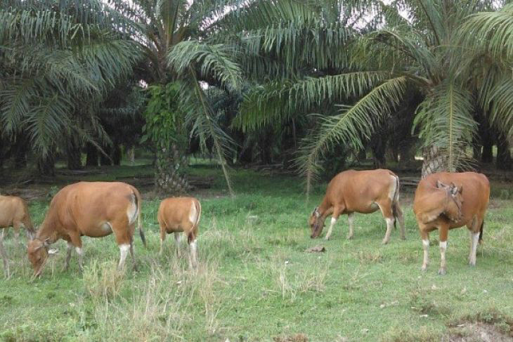 BPPT Rintis Program Integrasi Sawit-Sapi