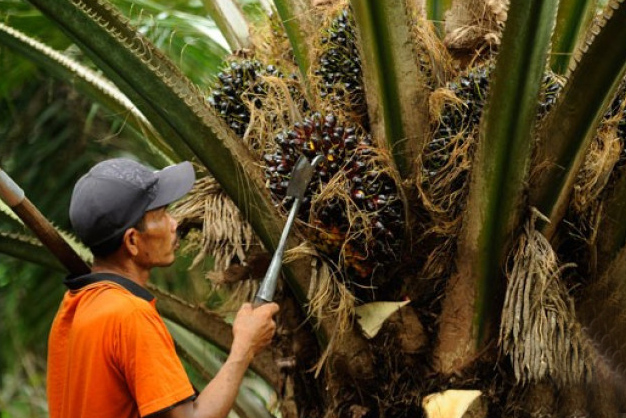 Indonesia Incar Pasar Baru untuk Sawit