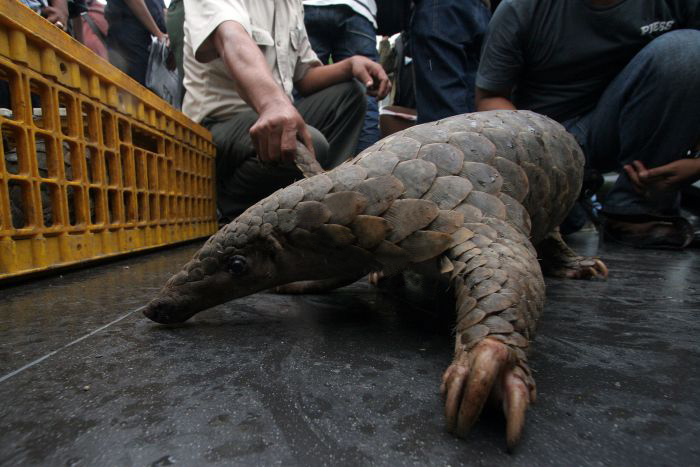 Polda Kalteng Tangkap Pengepul Sisik Trenggiling