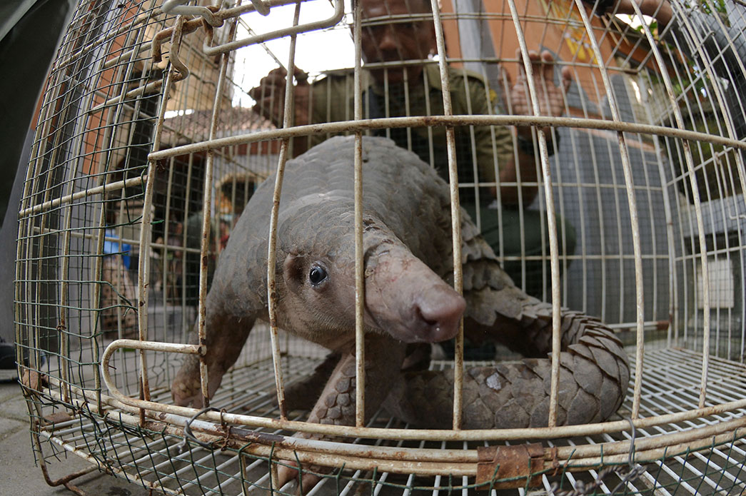 Polisi Tangkap Tersangka Jual-Beli Trenggiling