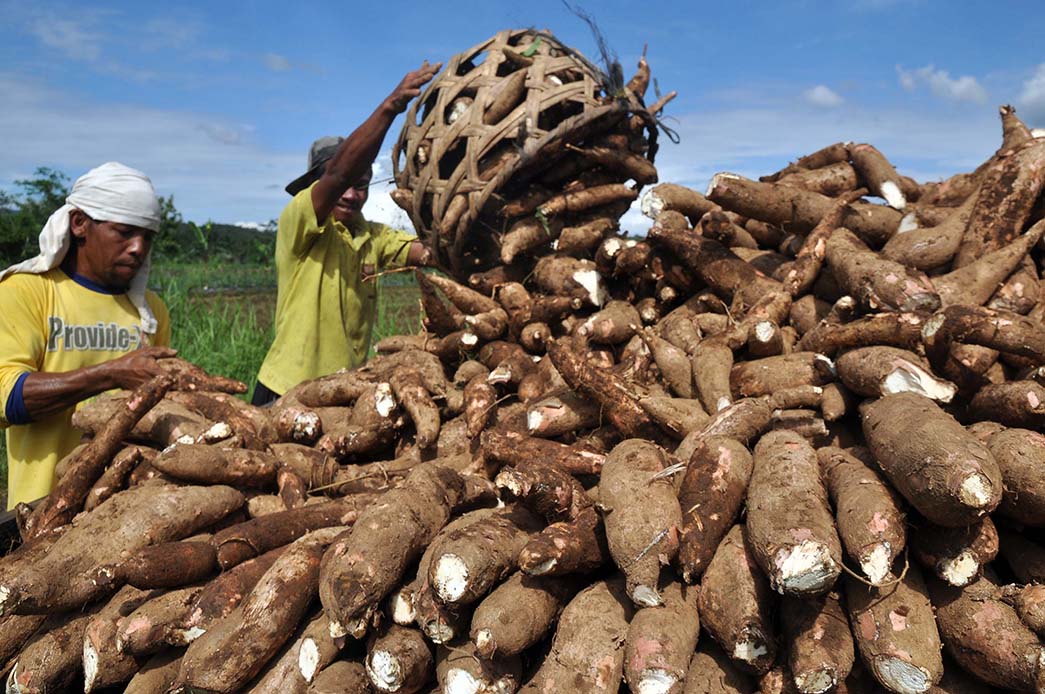 Diserap Indofood, Singkong Purbalingga Dapat Garansi Harga