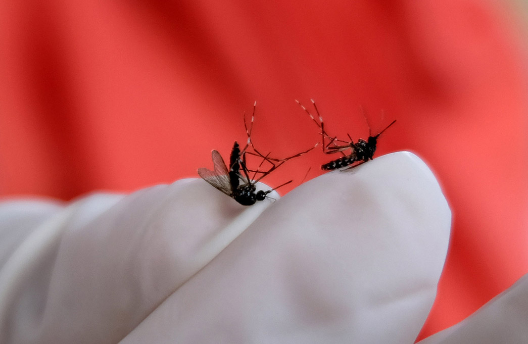 Bagi-Bagi Cupang Buat Cegah DBD