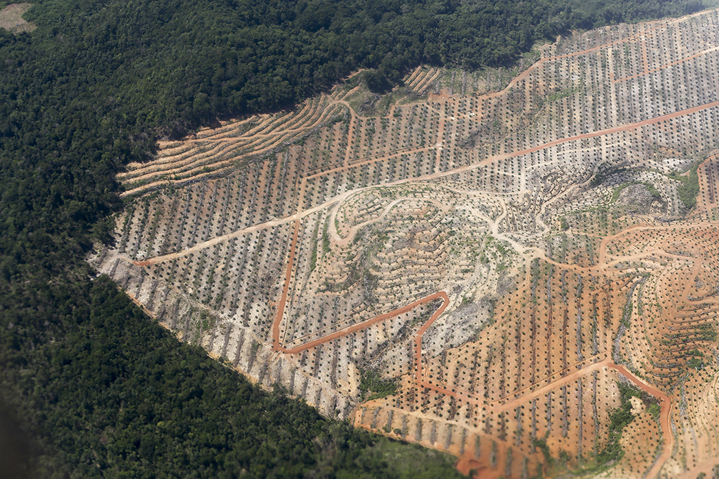 Langgar Banyak Aturan, Sertifikasi RSPO Indofood Dicabut