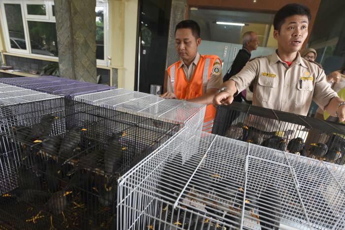 Puluhan Satwa Dilindungi Alami Stres Akibat Penyelundupan