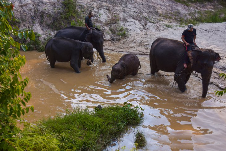 Tol Pekanbaru-Dumai Punya Perlintasan Khusus Gajah