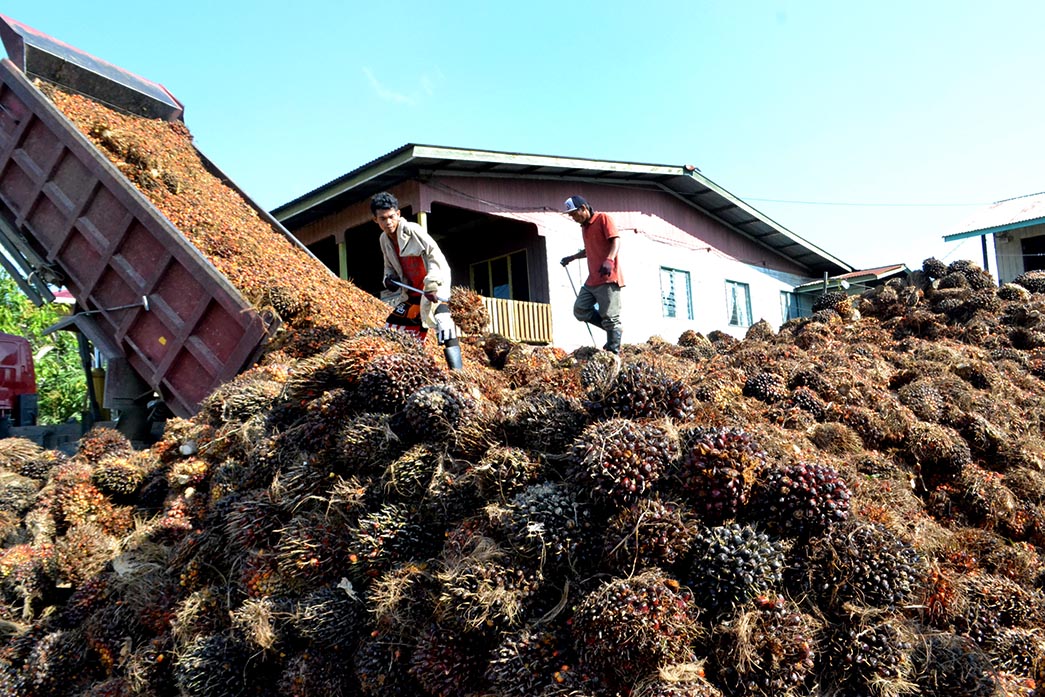 Ekspor CPO Riau Kuartal-I 2019 Turun 23,08%