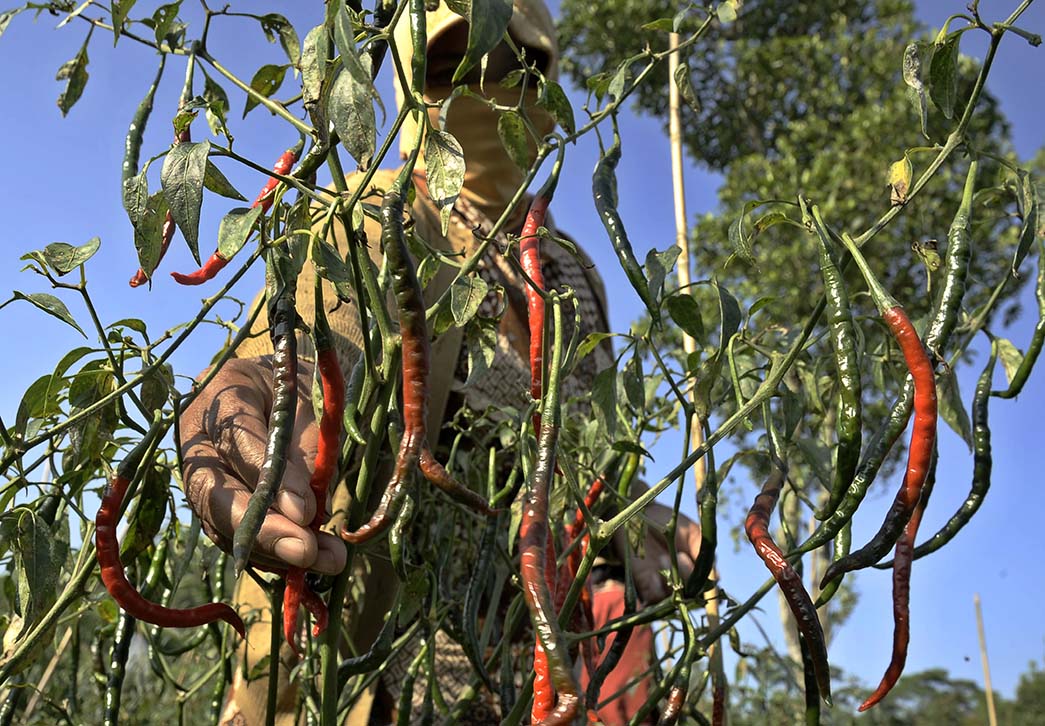 Pasar Jaya Antisipasi Kekurangan Cabai Saat Kemarau Esktrem