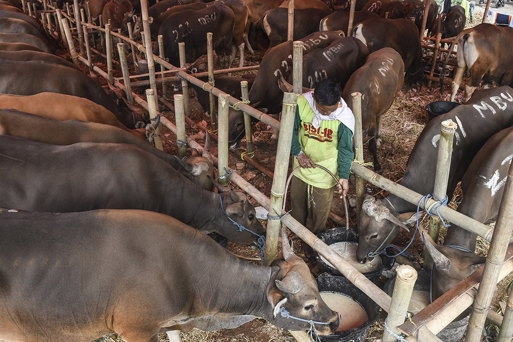 Dinas KPKP DKI Periksa Hewan Kurban di Penampungan