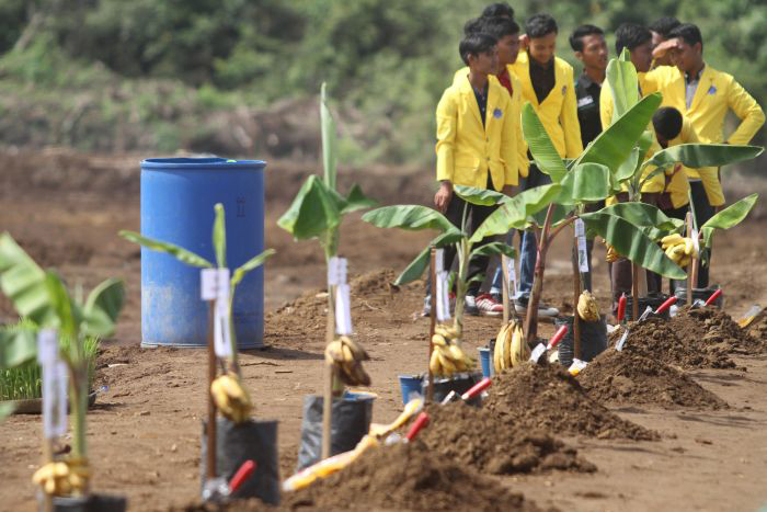 Pemerintah Dorong Ekspor Pisang dan Nanas