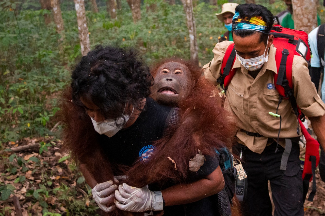 Kebakaran Hutan Berau Ancam Habitat Orangutan, Pemerintah Siapkan Patroli dan Koridor Perlindungan