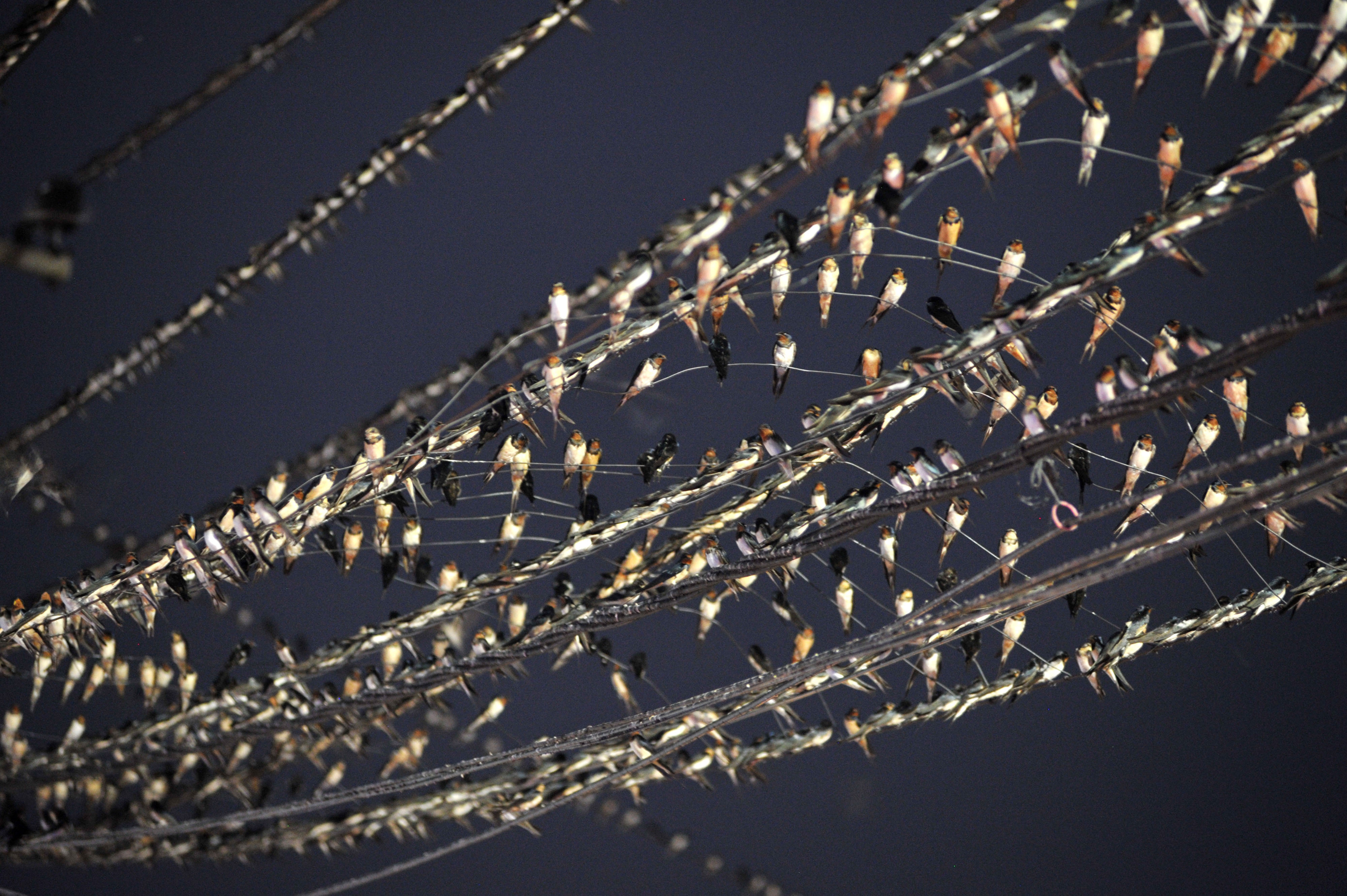 Indonesia Bawa Sarang Walet dalam Pameran Dagang China