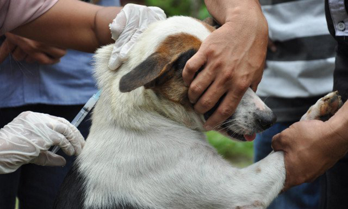 Dinas KPKP Sediakan Layanan Vaksinasi Rabies Gratis