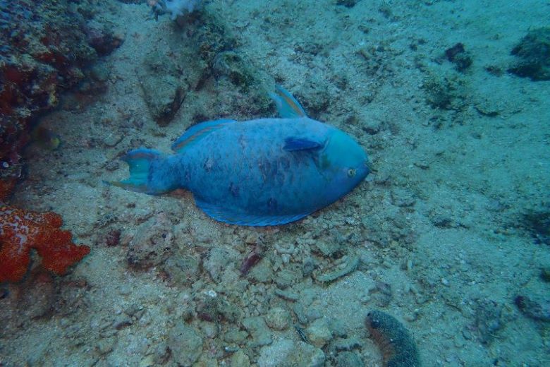 Diusut, Penyebab Ikan Mati Massal Di Kaimana