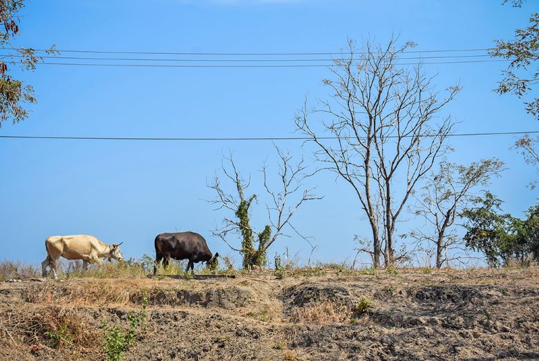 Sapi Timor Tak Ada Pakan, Puluhan Sapi Di Timor Tengah Mati