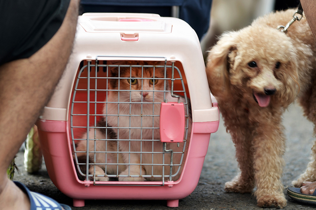 Hewan Peliharaan Tidak Tularkan Virus Corona