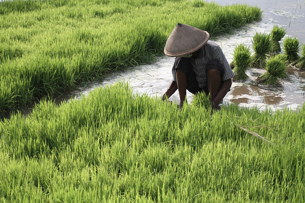 TaniHub Sediakan Bahan Pangan Selama PSBB