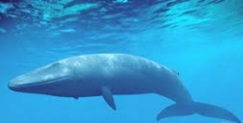 Penyelam Didenda Usai Bebaskan Paus dari Jerat