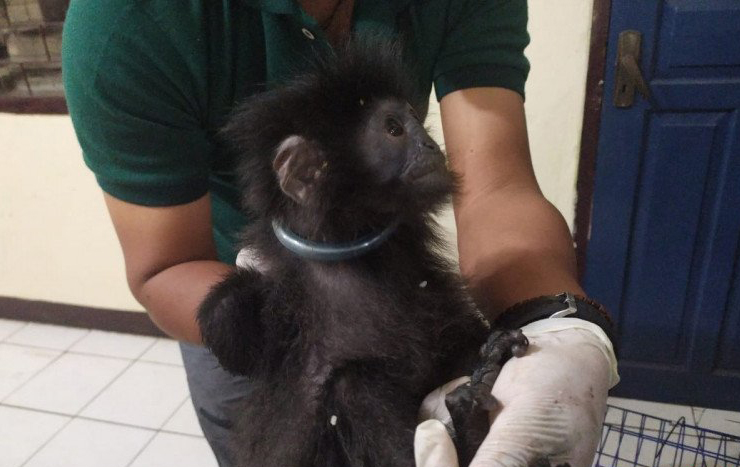 KLHK Ungkap Jaringan Perdagangan Surili dan Lutung Jawa