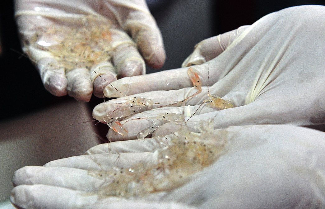 Ekspor Benih Lobster Abaikan Status <i>Over Exploited</i>