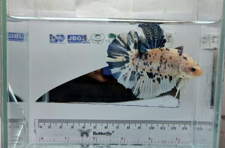 Jaga Omzet, Ikan Cupang Dijual Via Medsos 