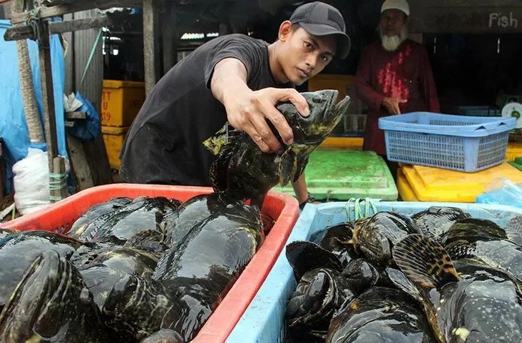 Anambas Terus Ekspor Kerapu Selama Pandemi