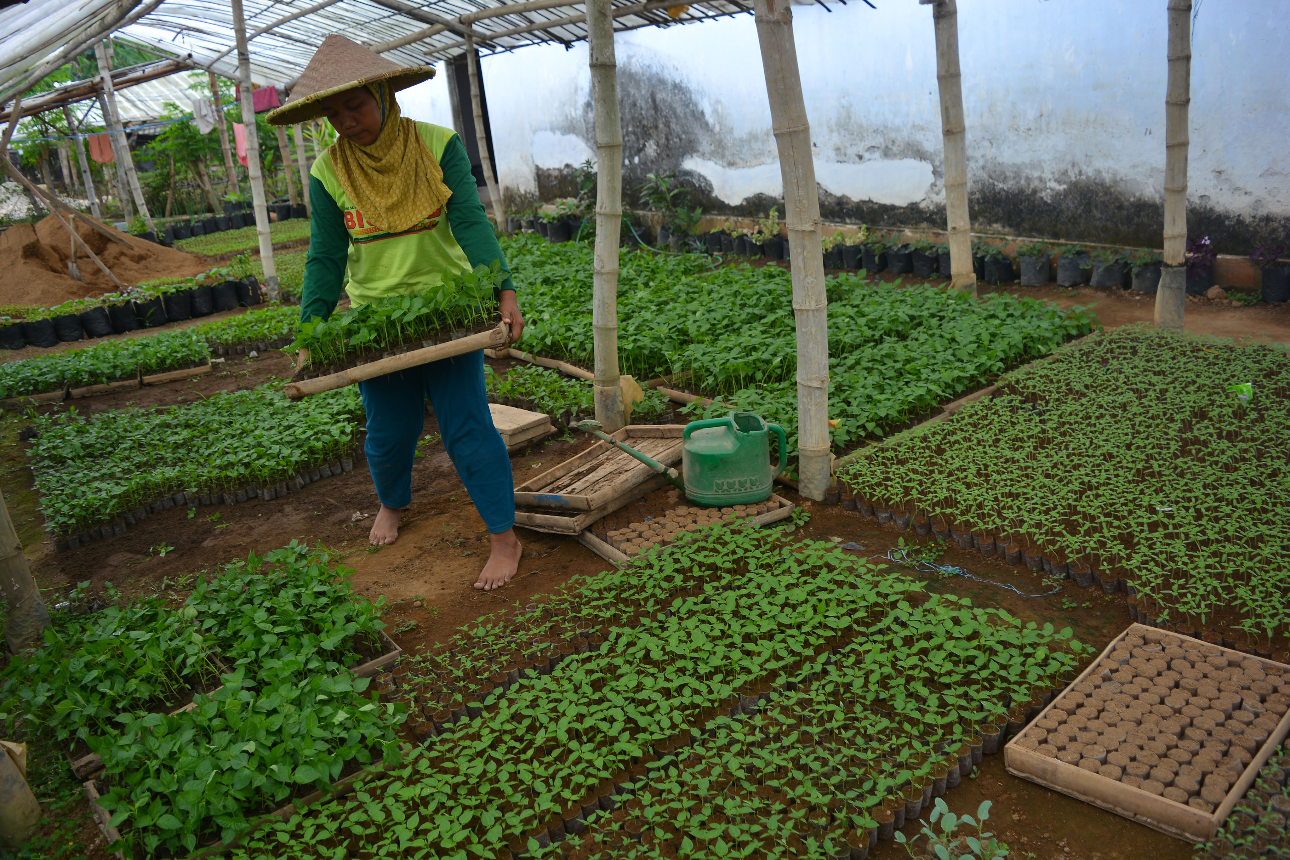 Jepang Anggap Harga Produk Hortikultura Indonesia Masih Mahal