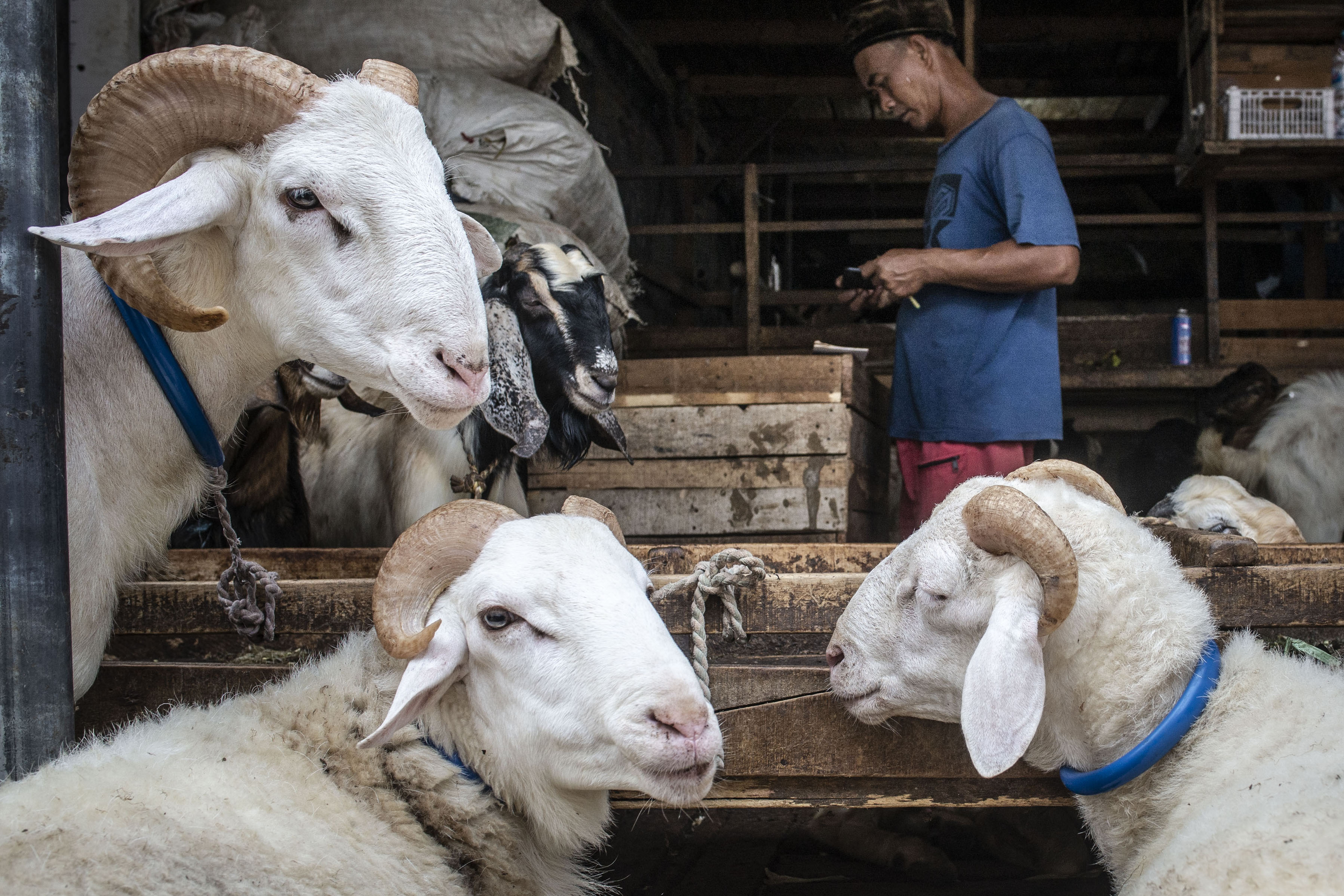 Anies-Riza Sumbang Sapi Limosin