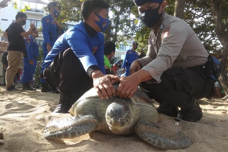 Polair-BKSDA Bali Lepasliarkan Puluhan Penyu