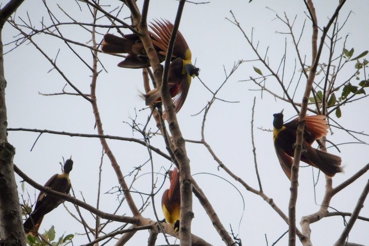 Pemerintah Dorong Pengembangan Potensi Wisata <i>Birdwatching</i>