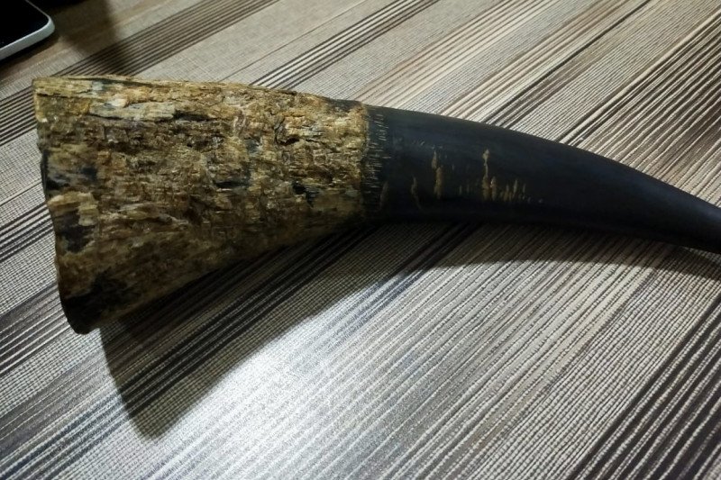 KLHK Tindak Perdagangan Daring Cula Badak dan Gading Gajah