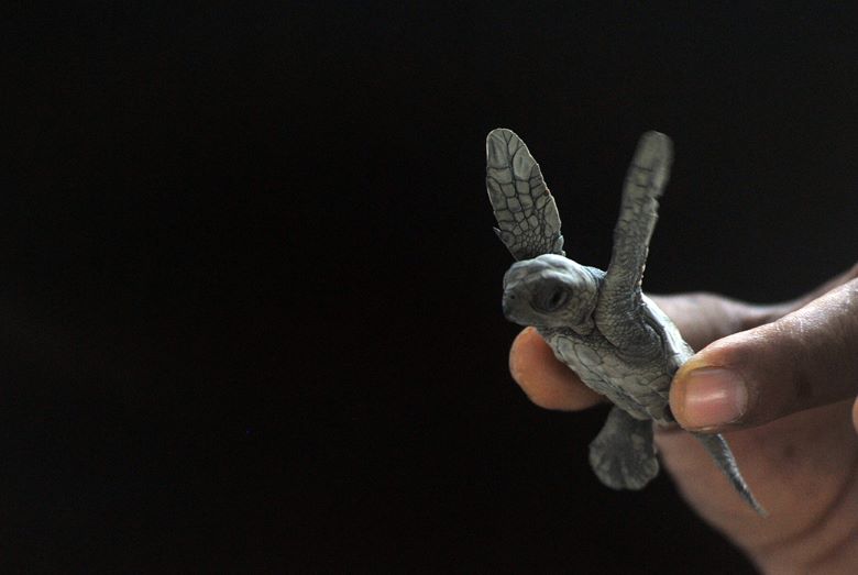 Ini Penyebab Penyu Terancam Punah 