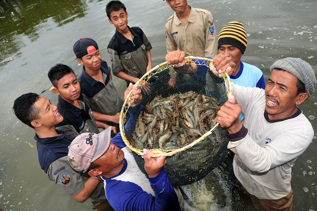KKP Siapkan Indonesia Jadi Pusat Budidaya Udang Jerbung