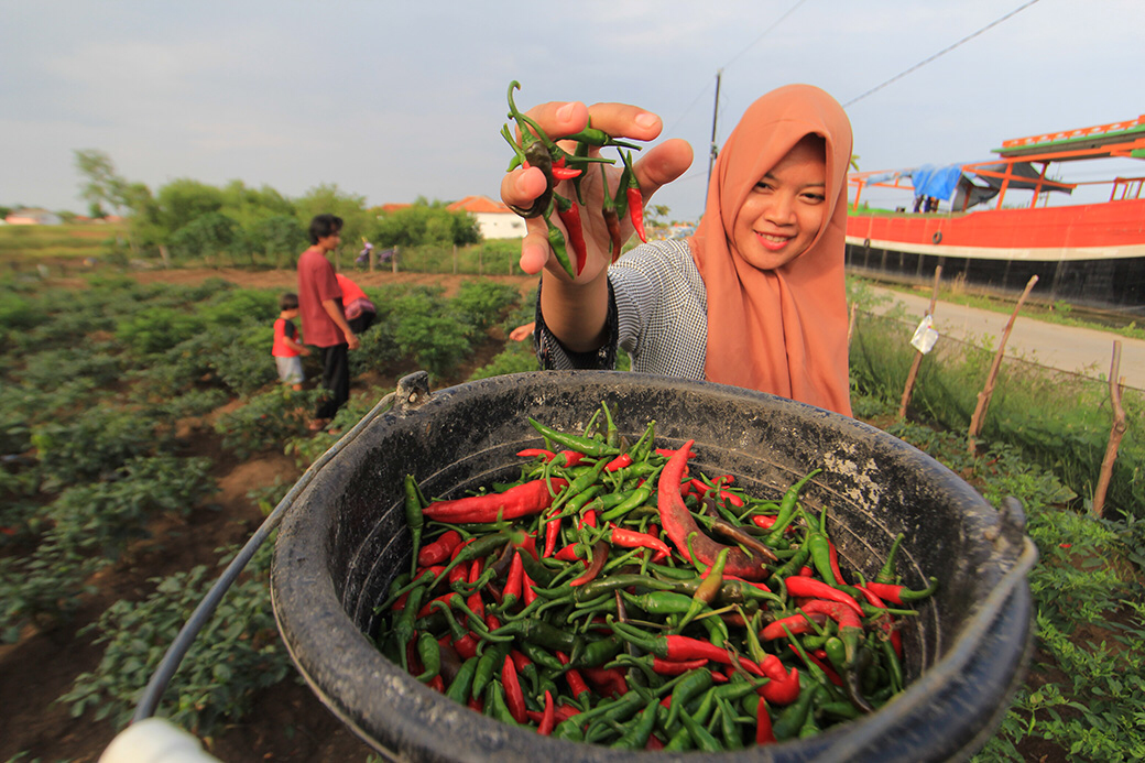 Kebijakan Non-Tarif Perdagangan Nasional Bebani Harga Pangan