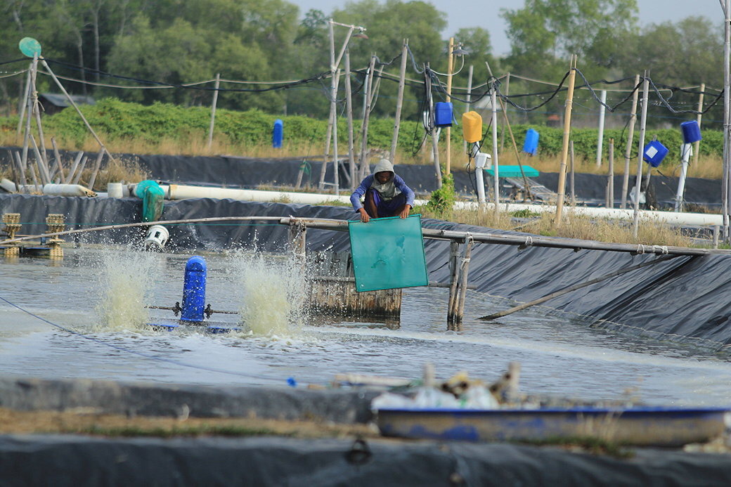 Tingkatkan Ekspor Udang, KKP Kembangkan Program Klaster Daya Saing