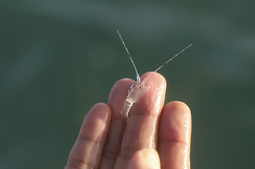 Benih Lobster Harus Diberdayakan Untuk Domestik, Bukan Untuk Ekspor
