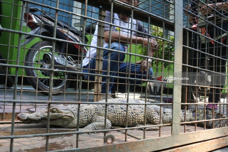 BKSDA Lampung Catat Banyak Konflik Buaya-Penduduk  