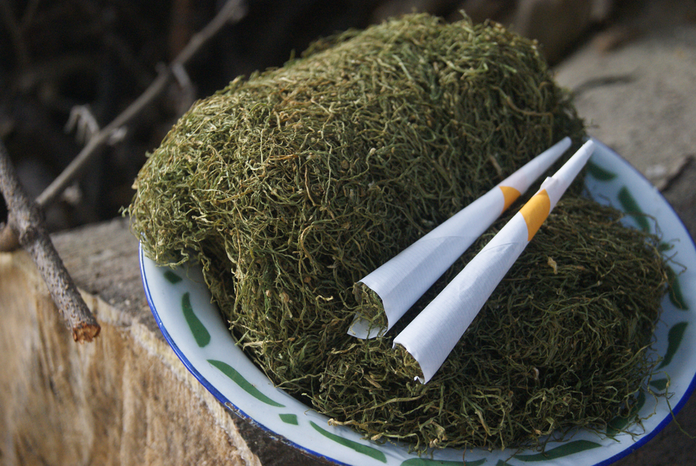 Meluruskan Stigma Negatif Tembakau Gayo Aceh