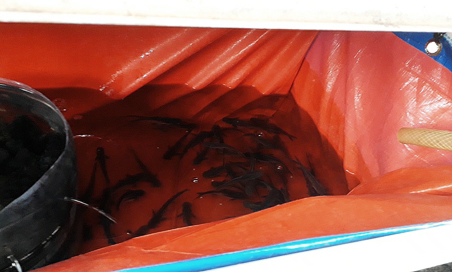 Panen Protein Dari Ikan Sendiri