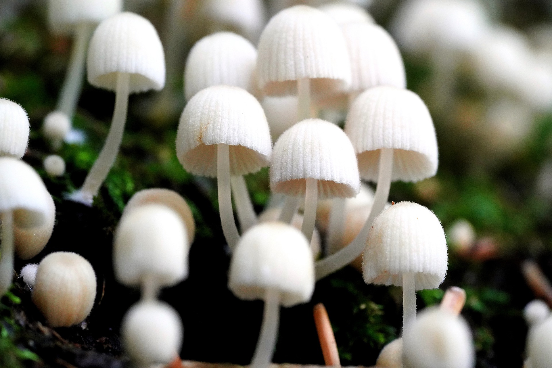 Alasan Magic Mushroom Sebabkan Halusinasi