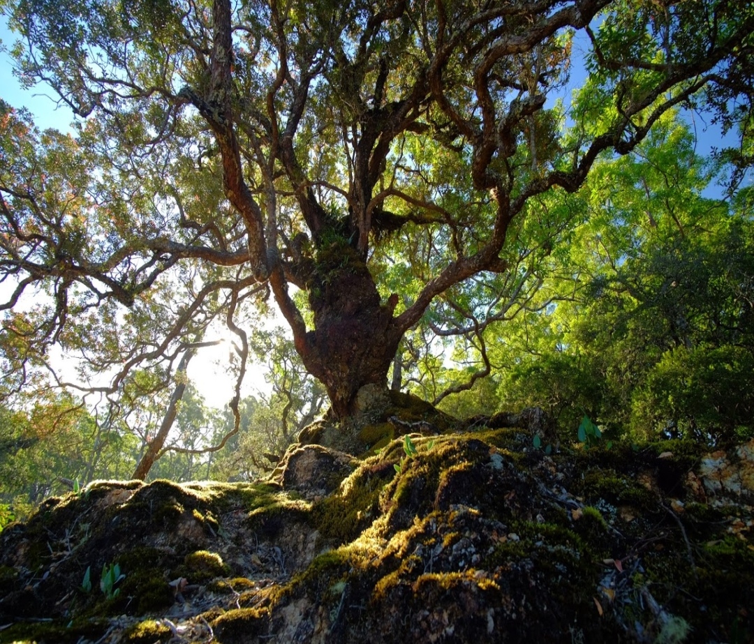 Eksotisme Hutan Bonsai Fatumnasi di NTT