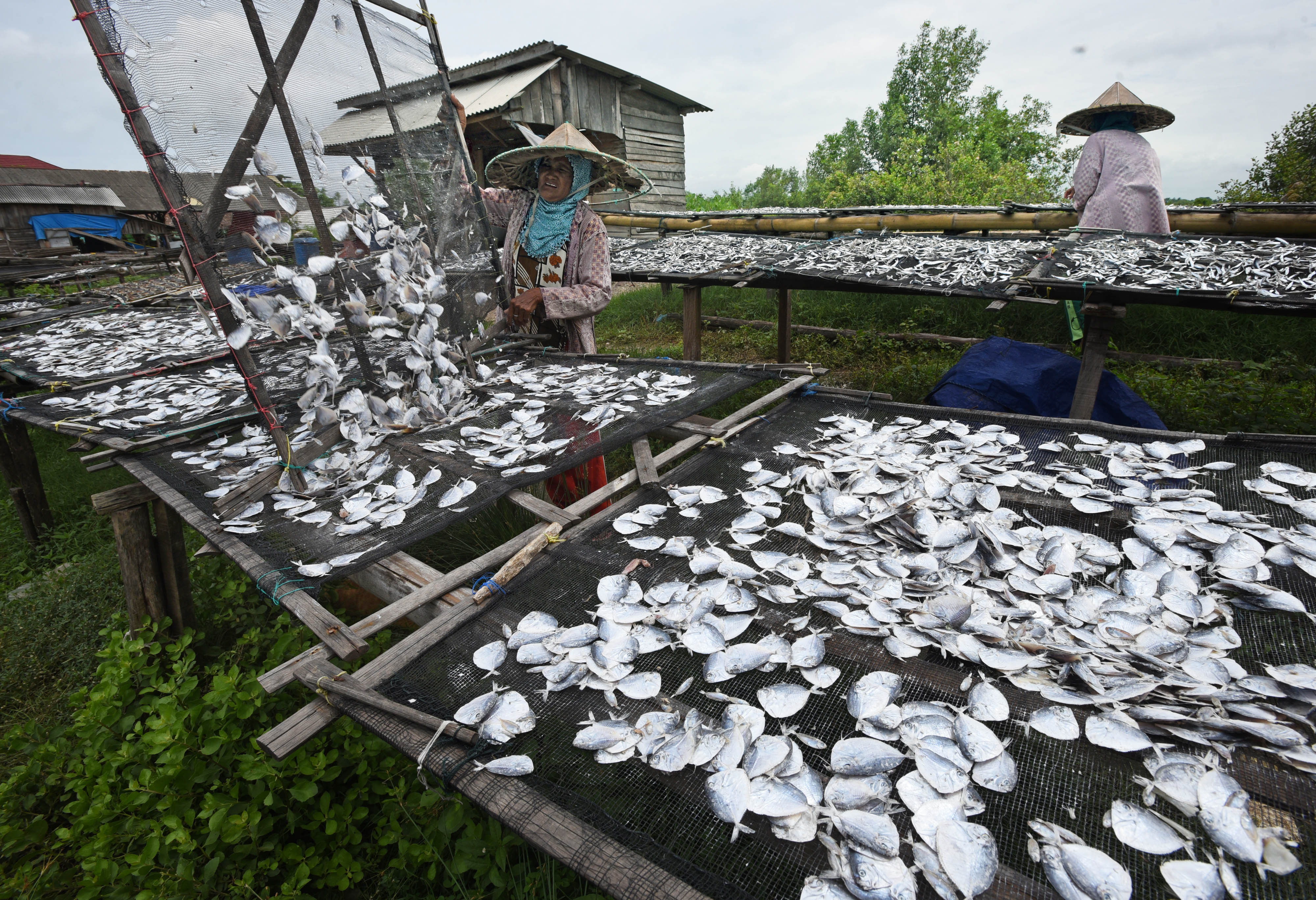 KKP Libatkan INFHEM Dalam Pengelolaan Kesehatan Ikan