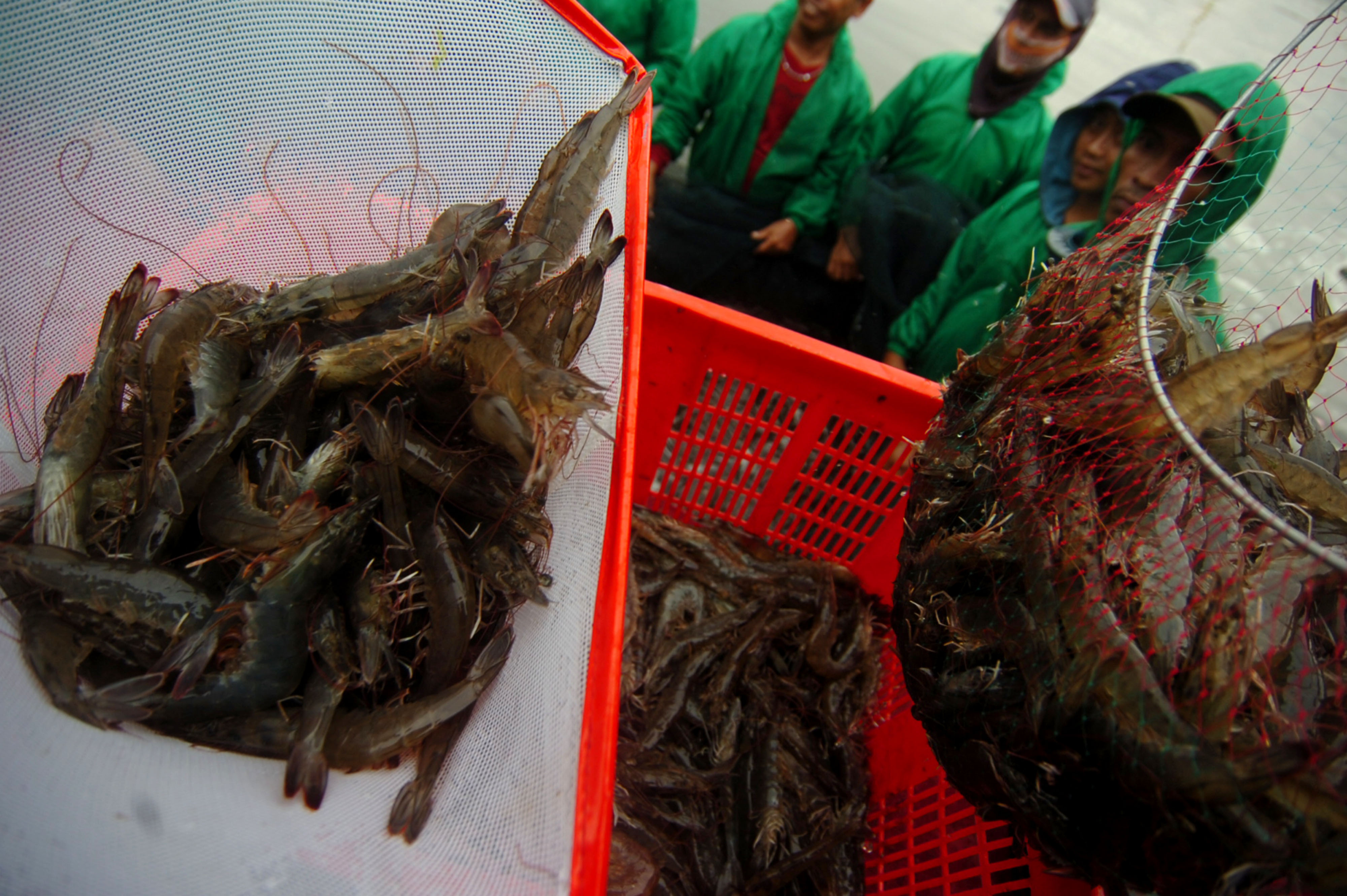 Trenggono Dukung Pemanfaatan Teknologi Untuk Tingkatkan Produksi Udang