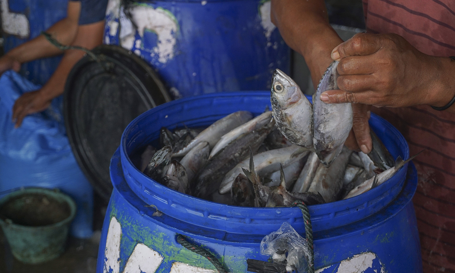 Bank Dunia Dorong Indonesia Manfaatkan Laut Berkelanjutan